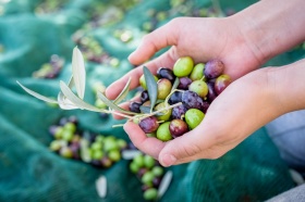 Ключевая технология человечества - обработка оливки