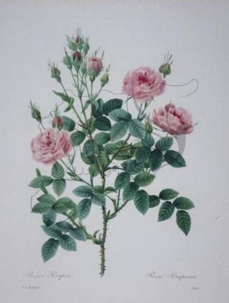 Репродукции роз из сада Наполеона и Жозефины