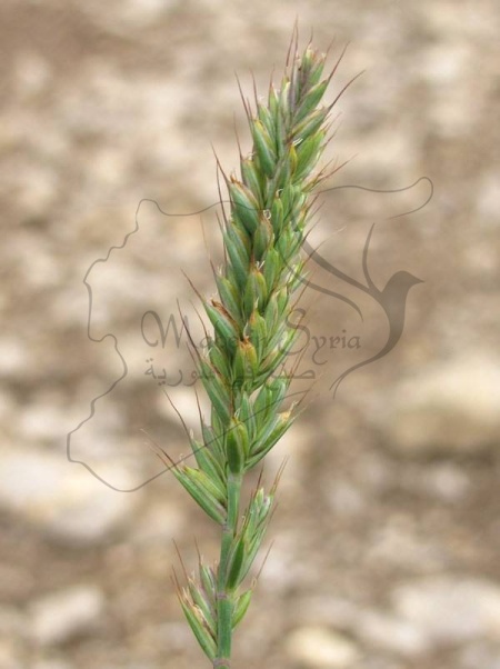 Колос мягкой пшеницы в конце вегетационного цикла