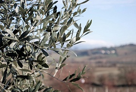 Оливковые ветви Сирии